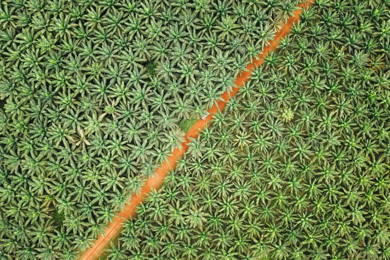 an aerial view shows the orange line in the center of a grass area