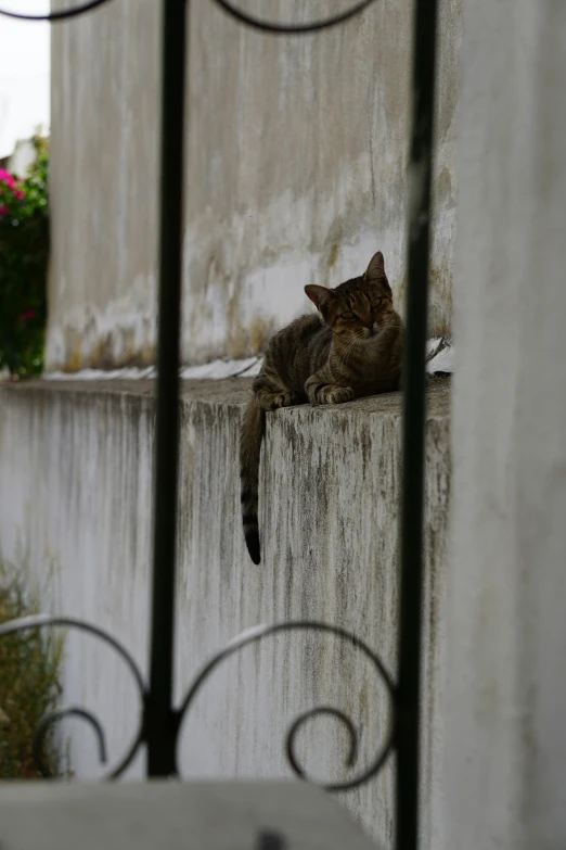 a cat laying on top of a cement slab with wrought iron bars