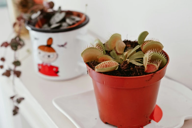 a couple of potted plants on top of a table