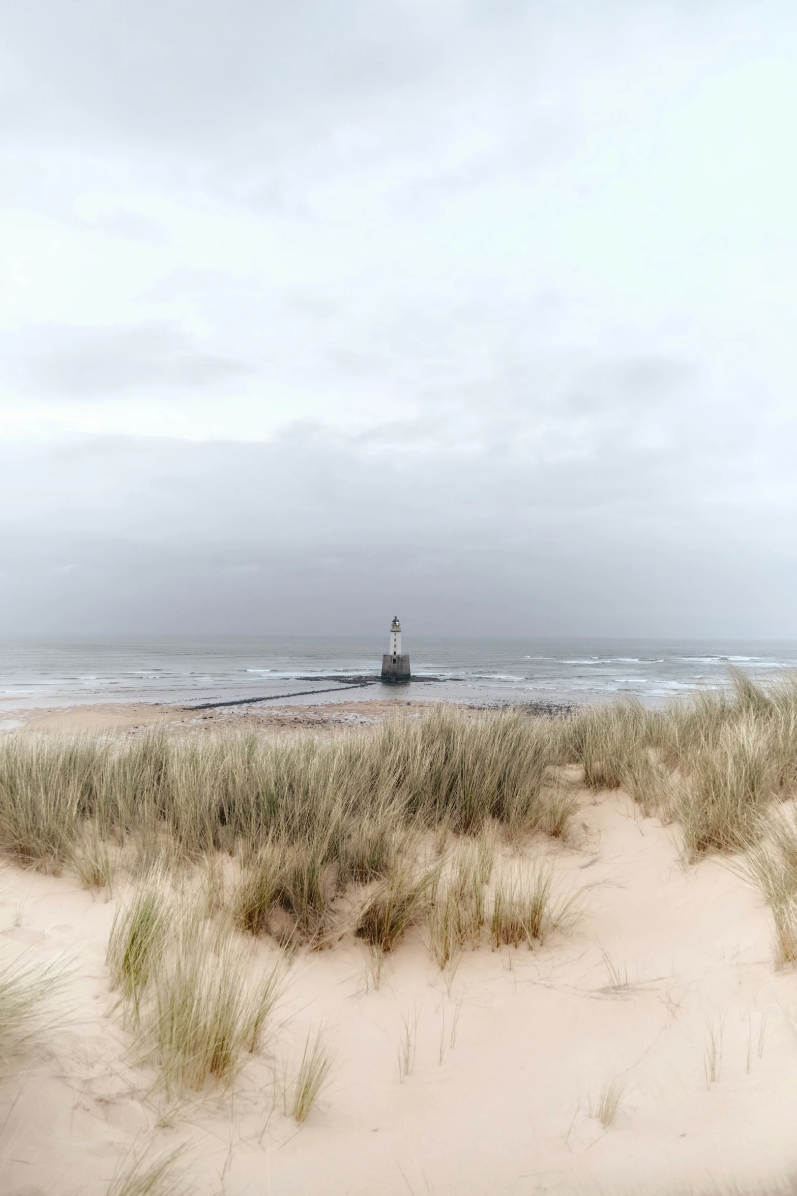 a sandy beach covered in lots of grass