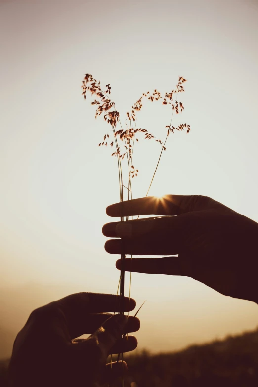 a person is holding a plant in their hand