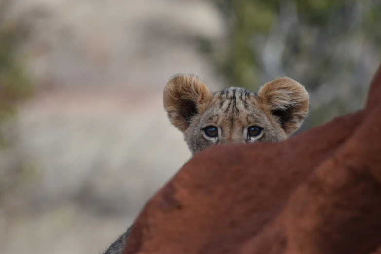 a baby lion looks out of the background