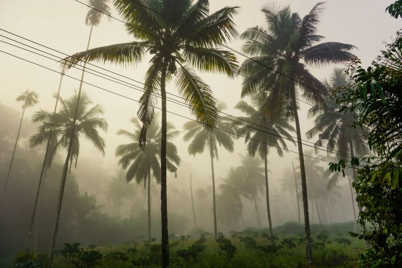 palm trees on foggy day in the country side