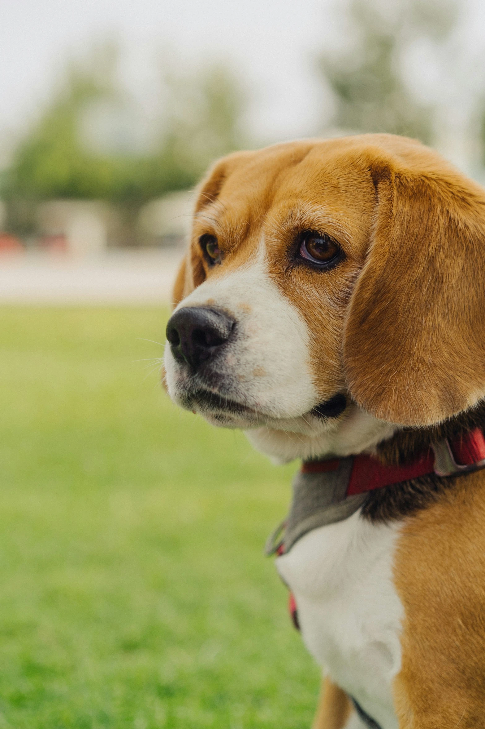 a beagle is standing in a grassy field