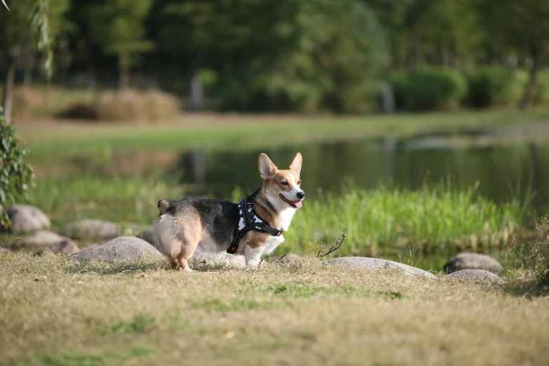 a dog that is standing in the grass