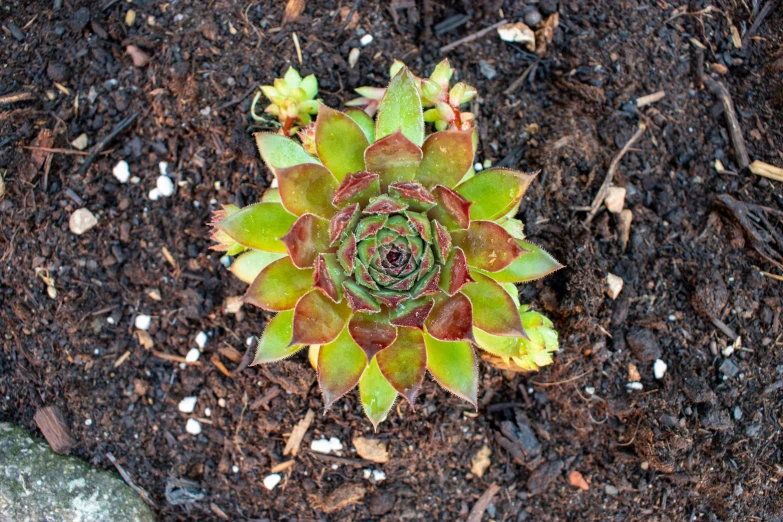 a green and red plant is growing in the dirt