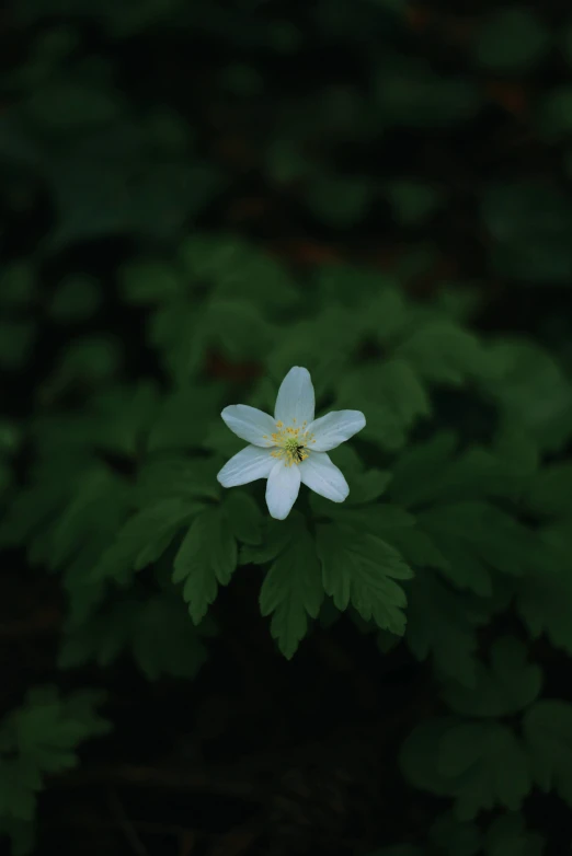 a single flower sits among many green leaves