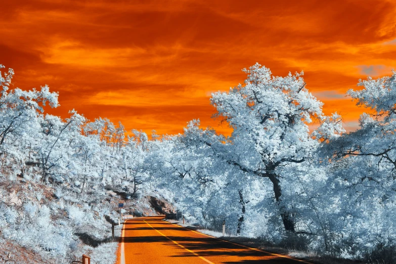 an infrared view of a roadway with trees and red skies in the background