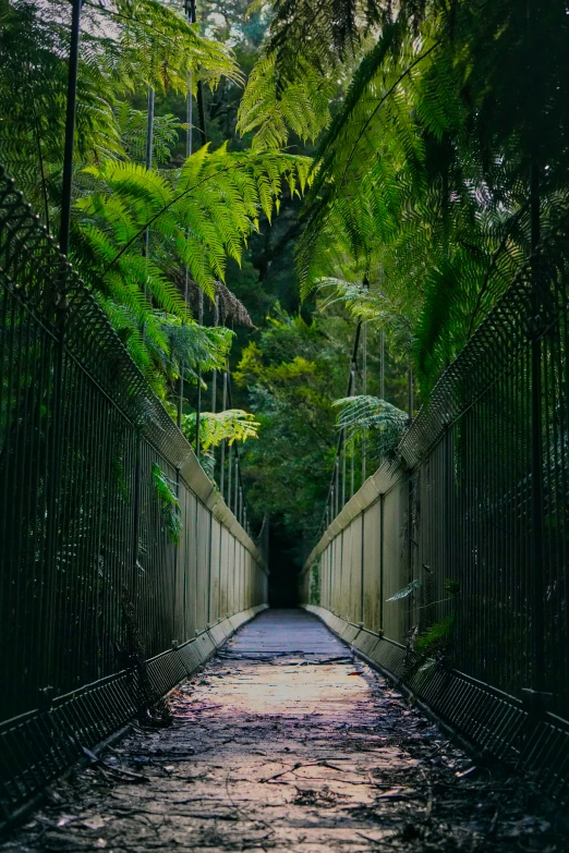 a long walkway leading into a forest