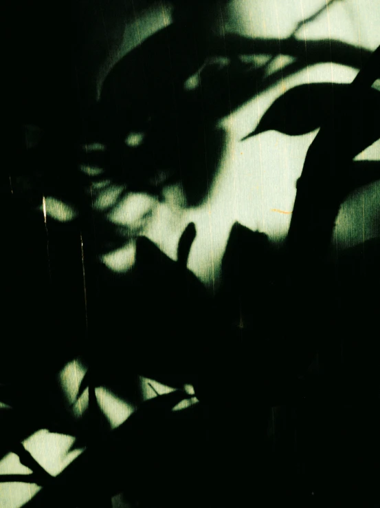 an image of shadows of leaves on a wall