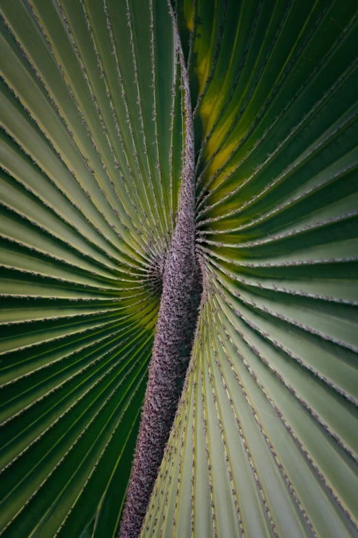 a large green leaf with lots of light coming out of it