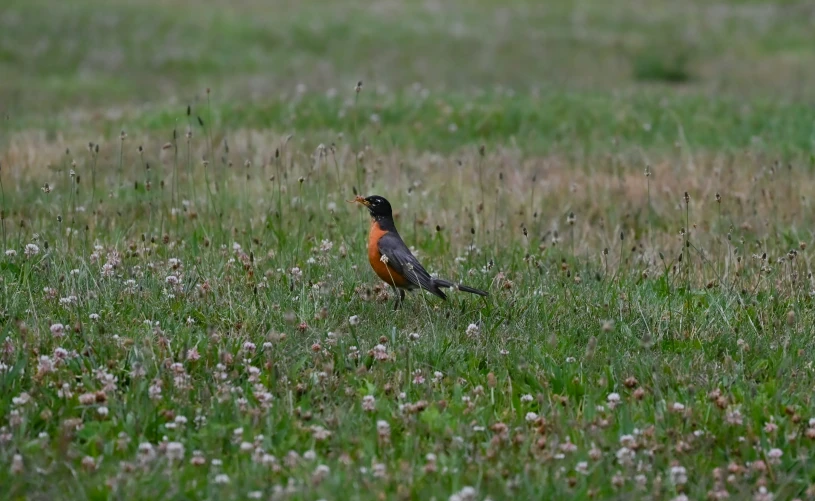 a small bird sitting on top of a lush green field