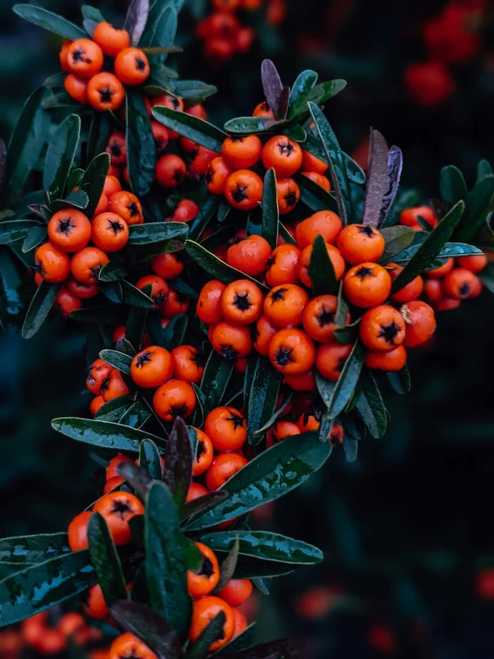 berries and leaves are shown on a bush