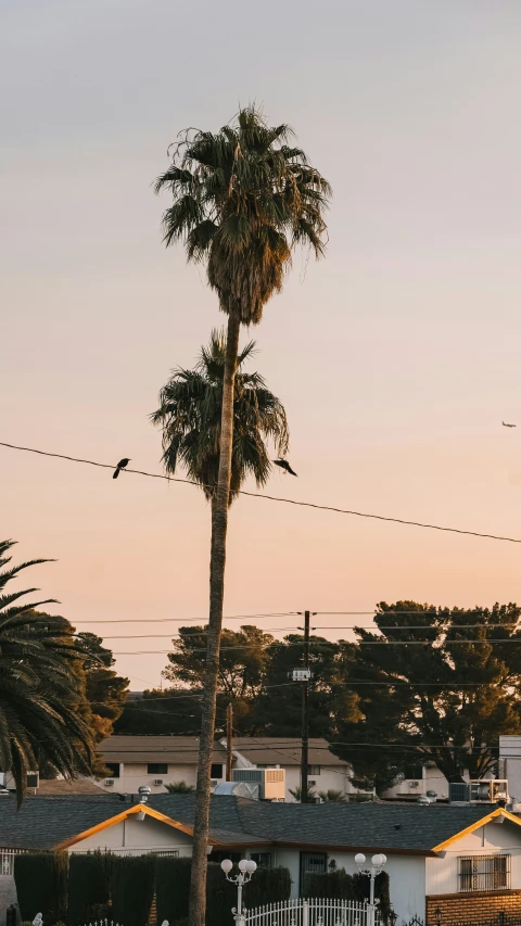 a large palm tree sitting next to the water