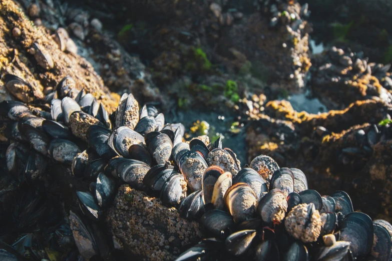 this is an image of a bunch of shells