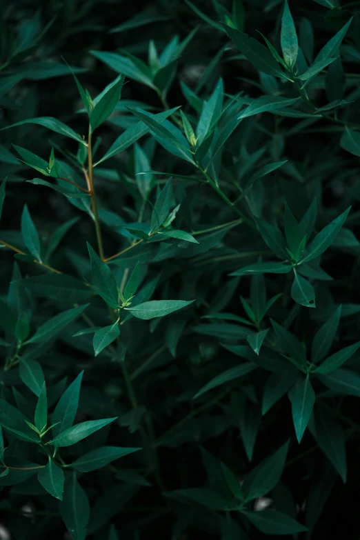 green plants with leaves on the outside and green on the inside