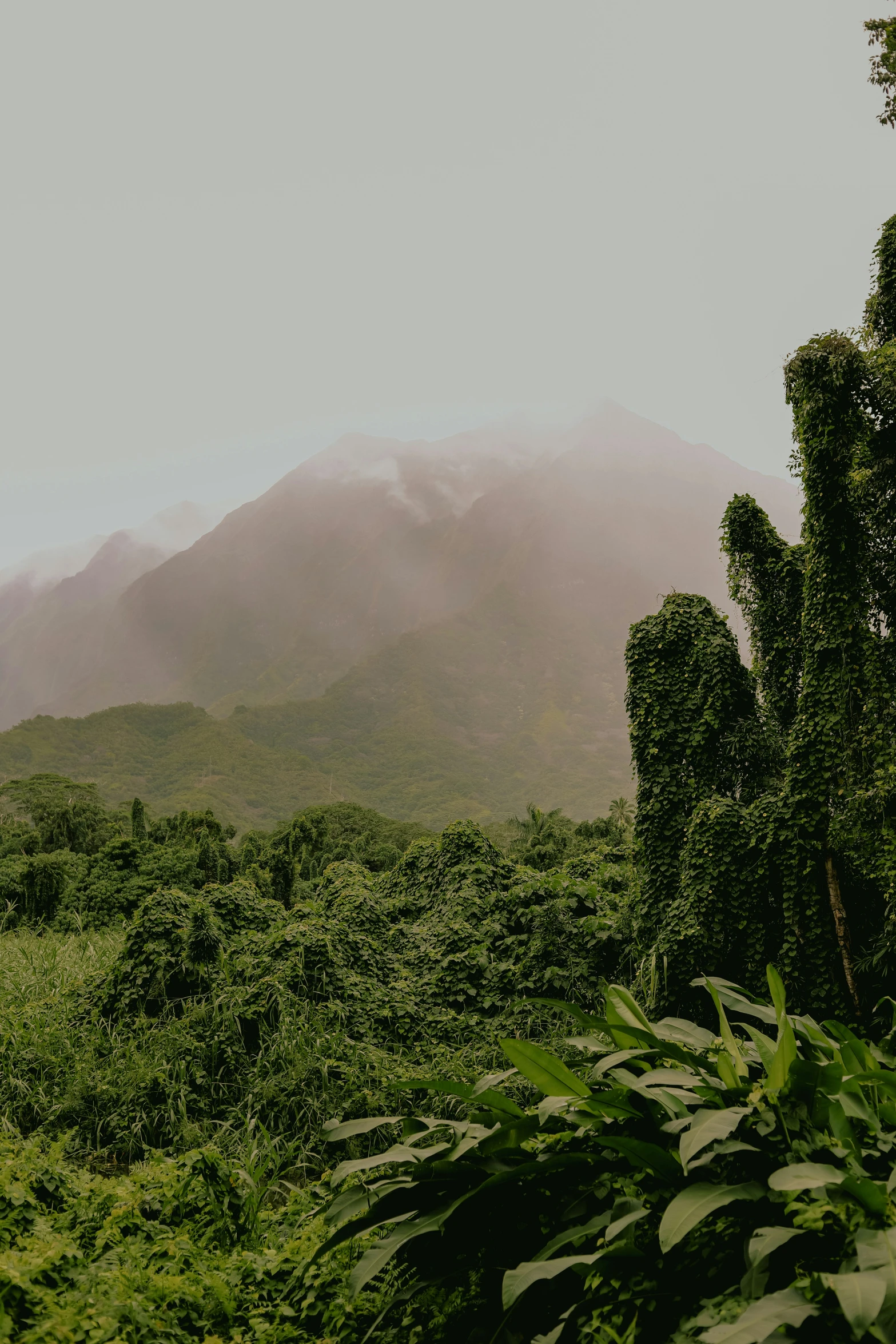 a scenic view of a forest, with a few clouds in the background