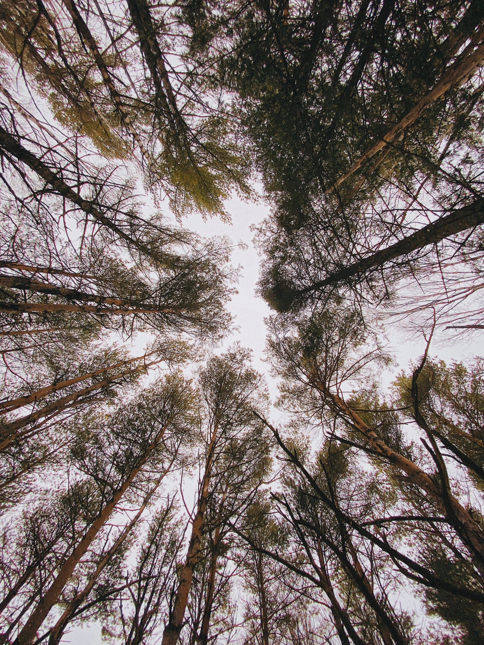 looking up into a tree canopy with many trees