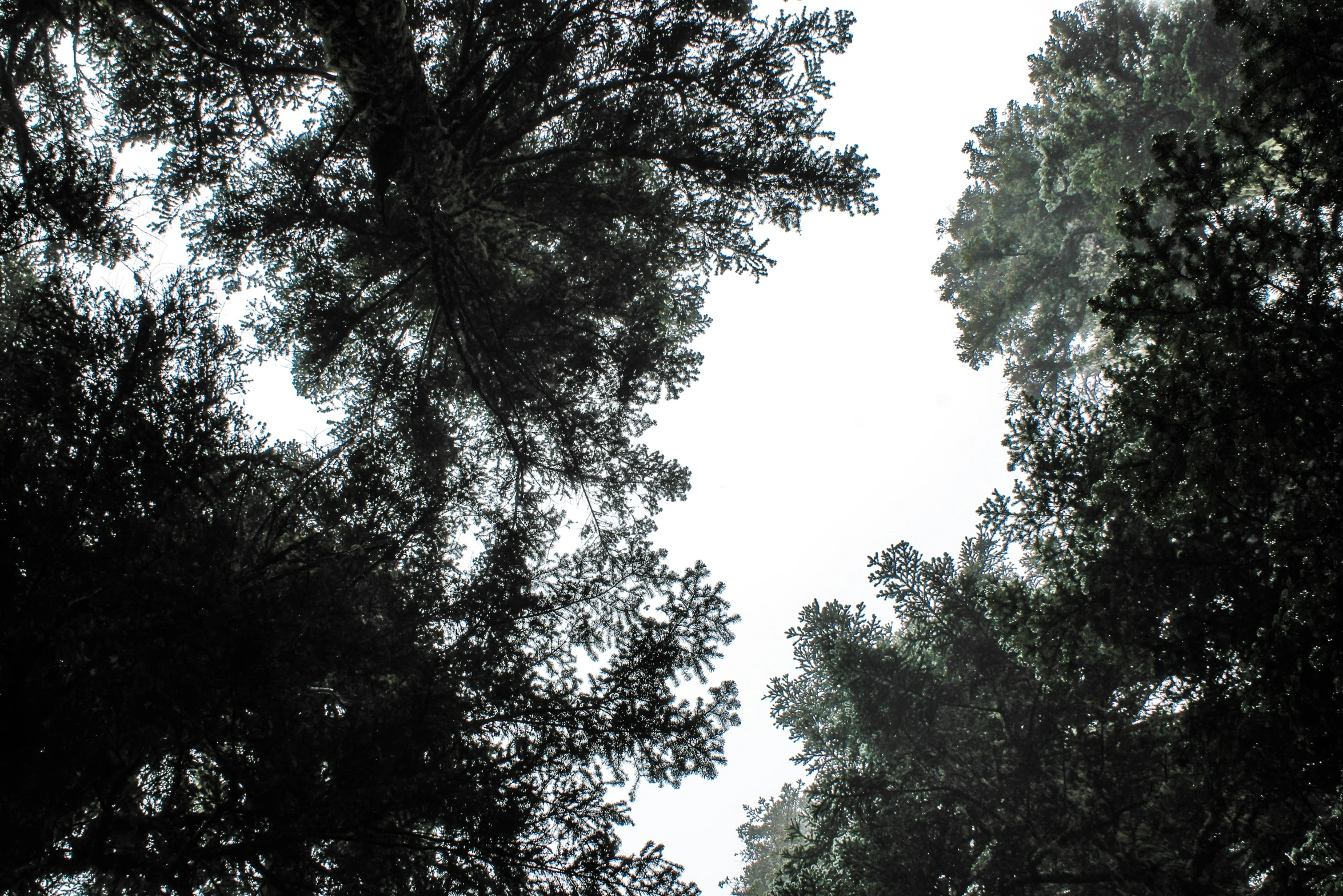 trees silhouetted against a white sky background