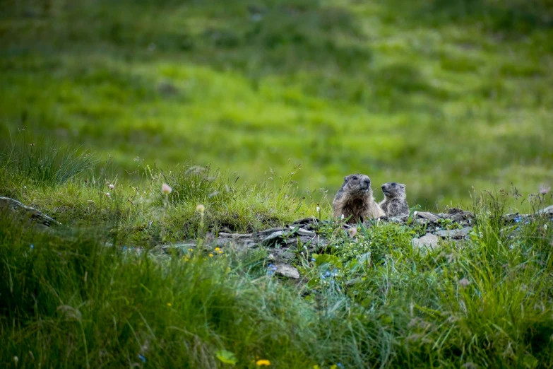 two baby birds sitting on the grass by the water