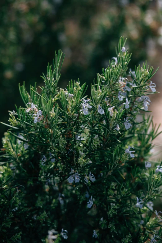 the top of a plant with small white flowers