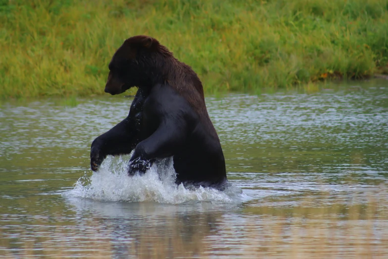 a bear sitting on his hind legs in some water