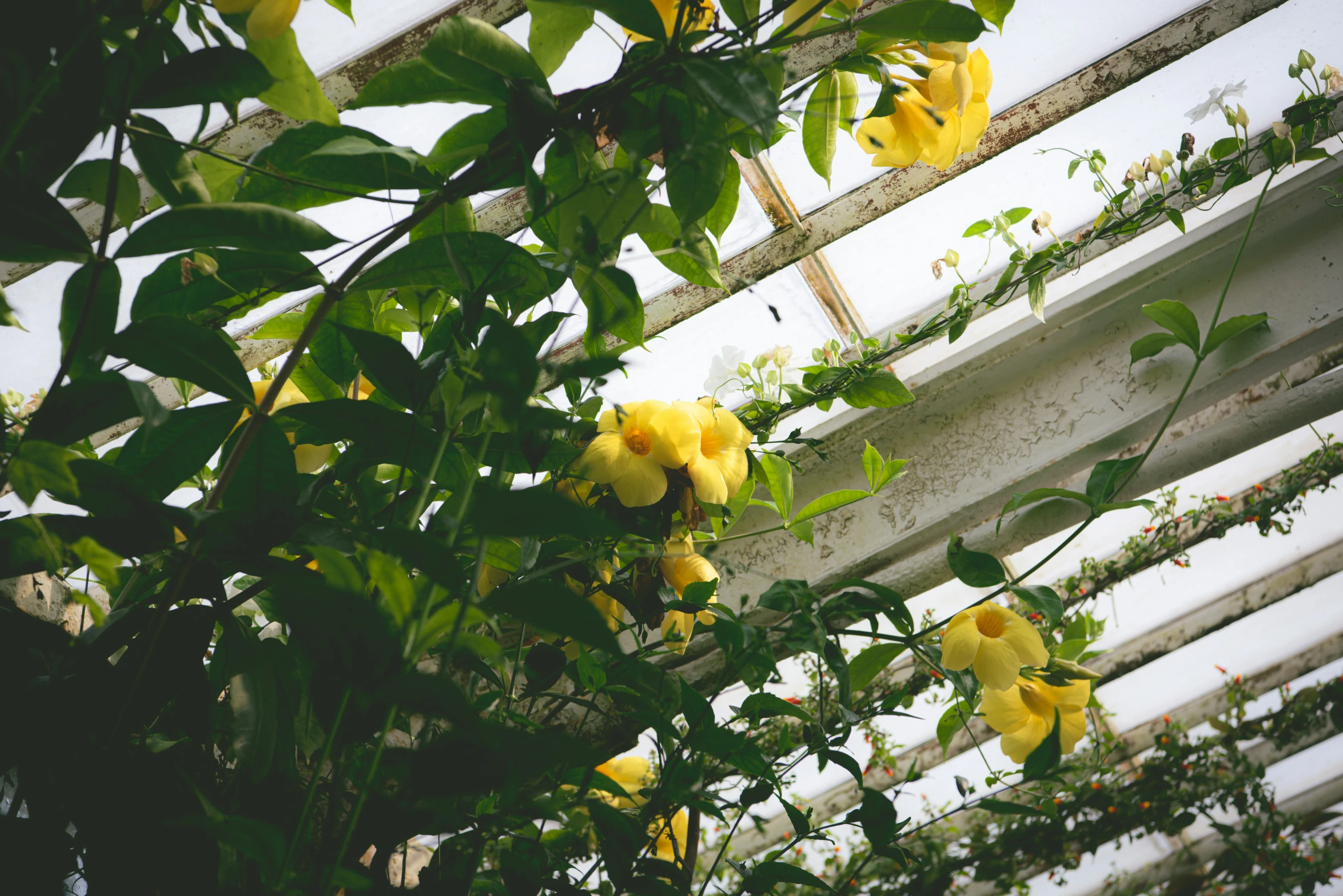 flowers are growing out of the bottom of a greenhouse