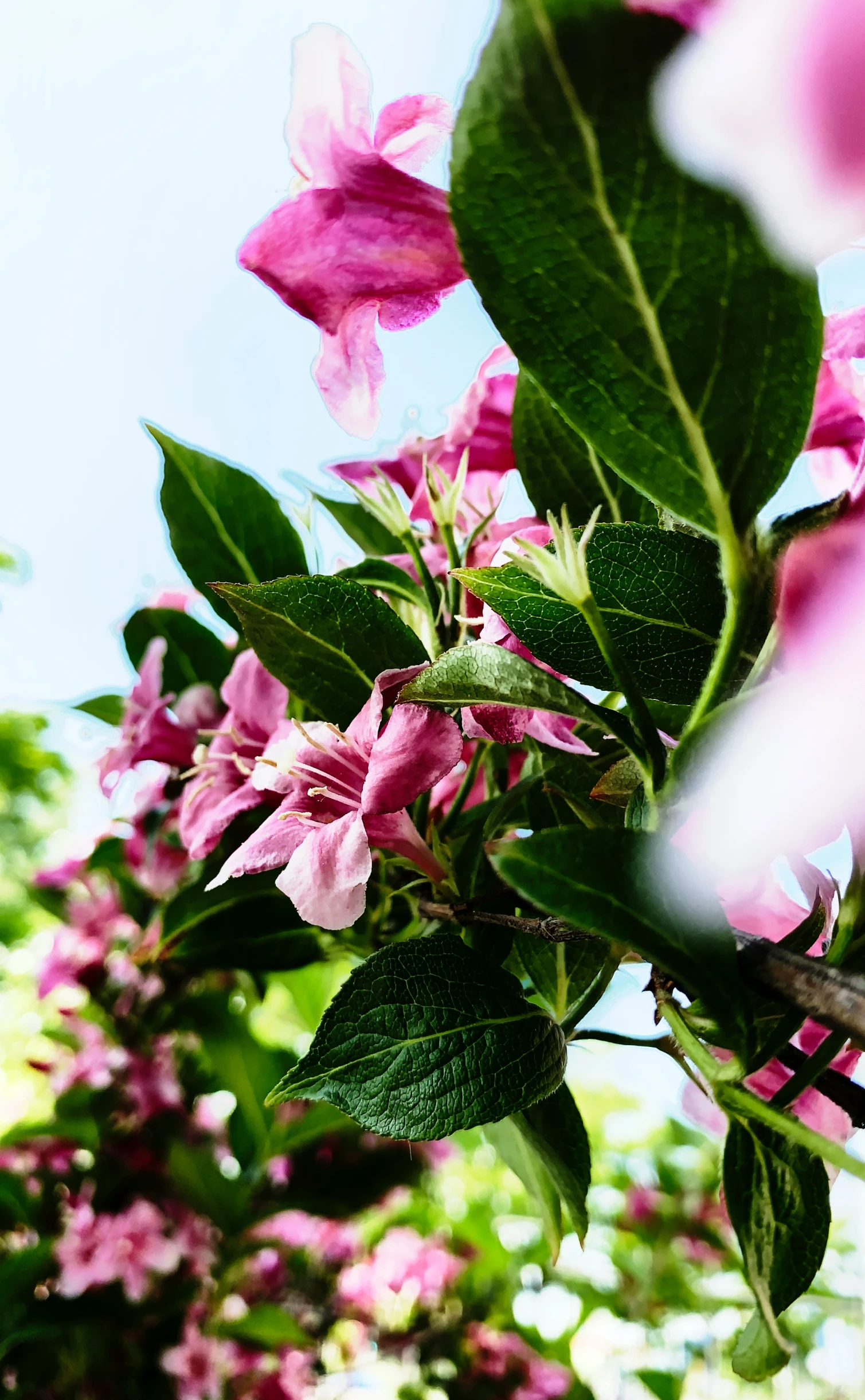 a bunch of purple flowers on a tree