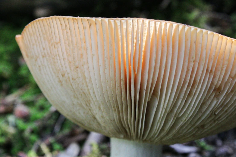 close up of a mushroom growing out of the ground