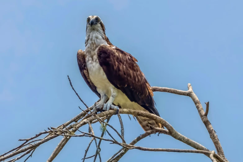 an eagle sitting on top of a tree nch with no leaves