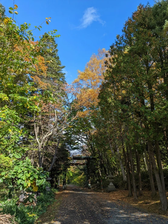 there is a park with trees and gravel in the foreground