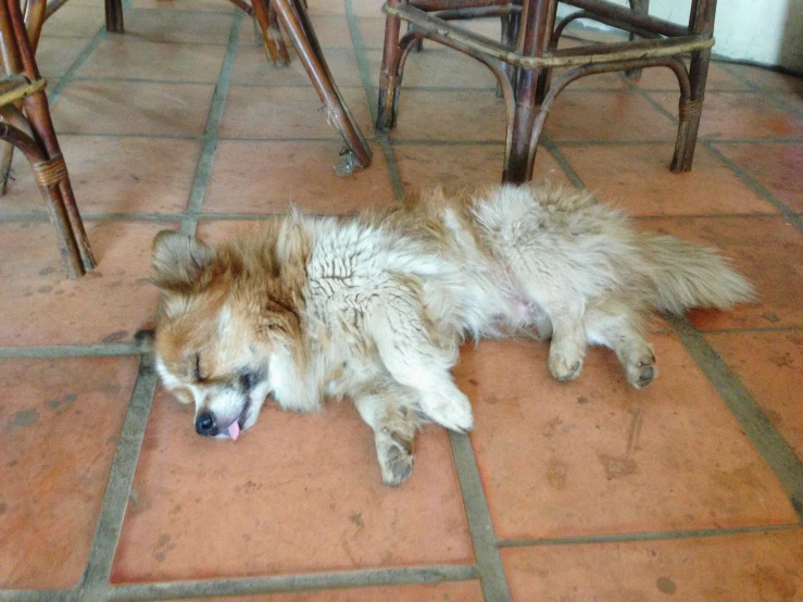 a dog laying on the ground in the house