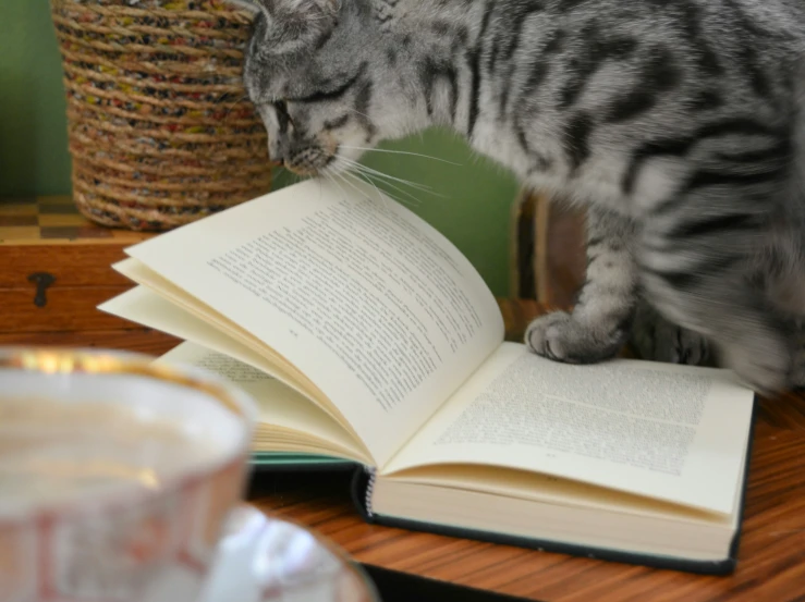 a cat is looking at a book on the table