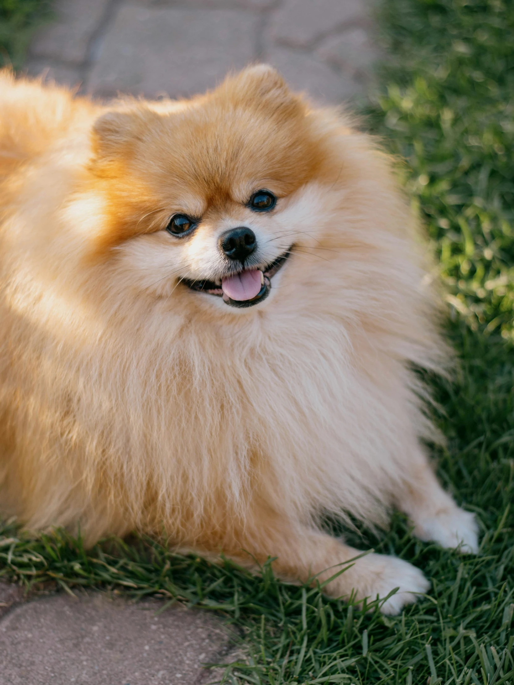 an adorable pomeranian dog poses on the grass