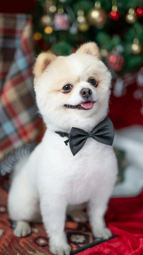 a pomeranian puppy wearing a bow tie