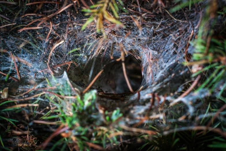 a spider web around a piece of wood