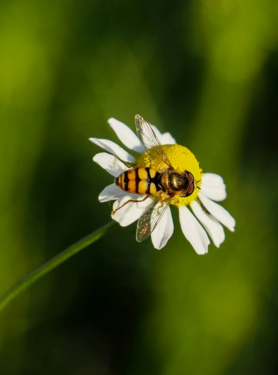 a bee is on the daisy with its wings spread