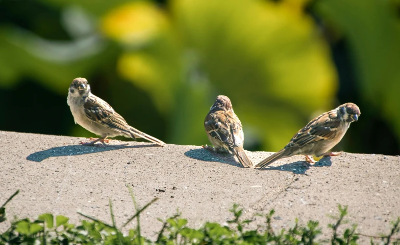 three birds sitting together near one another on cement