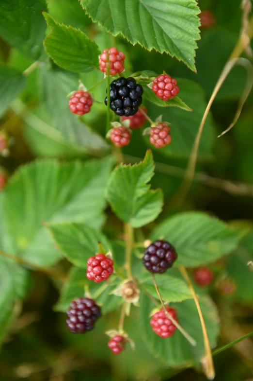 berries growing on a nch with leaves