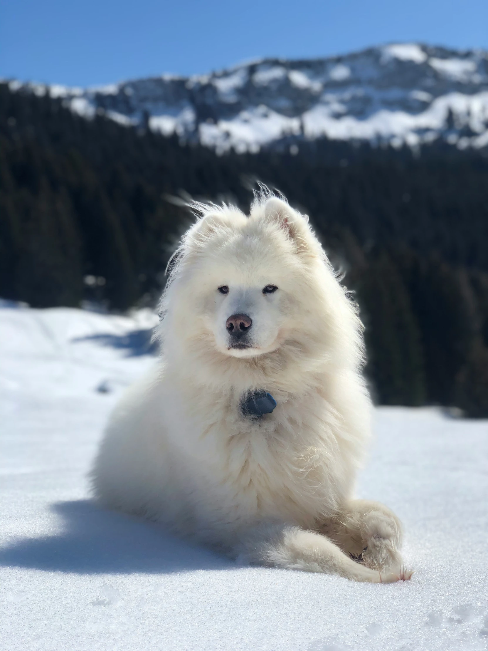 a white dog is sitting in the snow