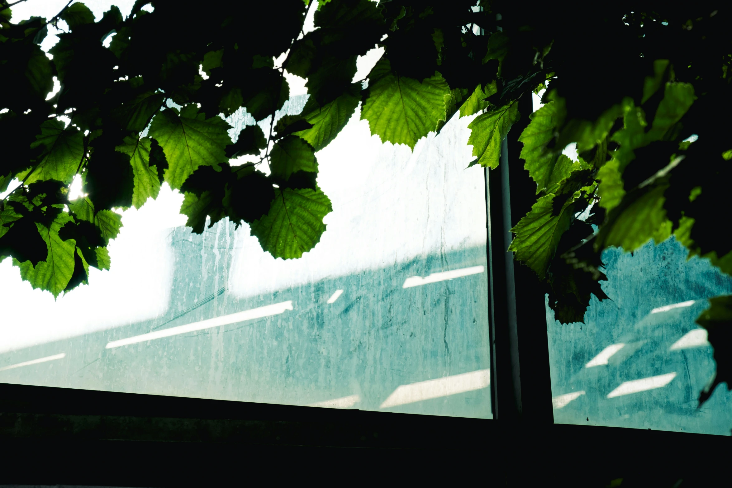 the back of an umbrella next to a window with green leaves hanging from it