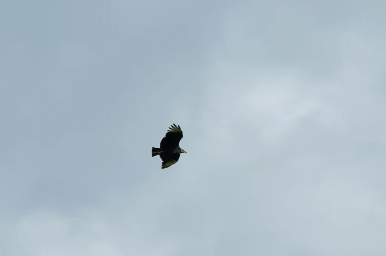 a large bird flying in a clear sky