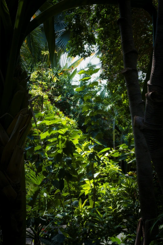 a view of a rainforest through the trees