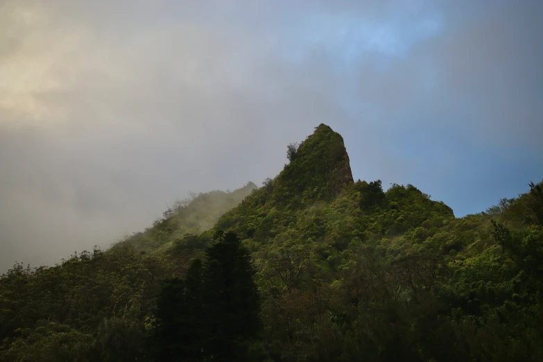 a hill side that has some trees on it