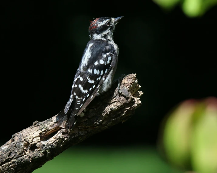 a bird that is sitting on a tree nch