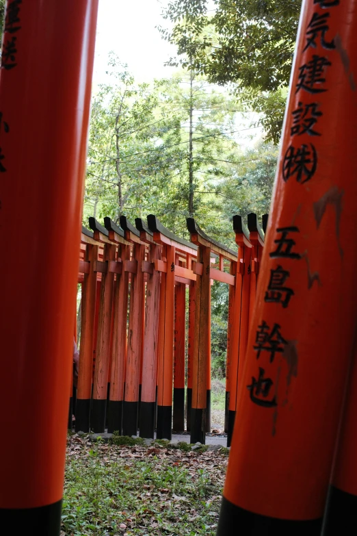 a field full of orange trees with chinese writing on them