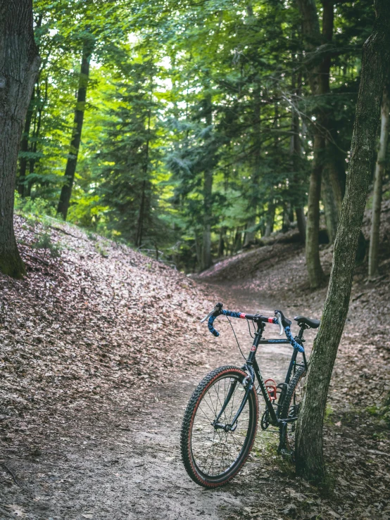 a bike parked up against a tree in the woods