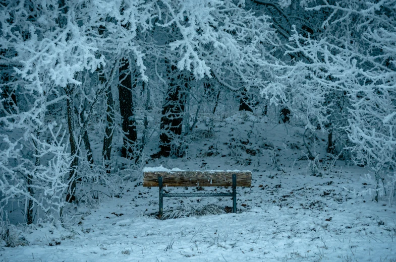 a bench and tree covered forest with snow