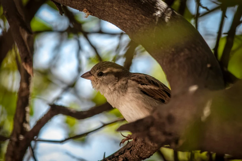 a bird sits on a nch in a tree