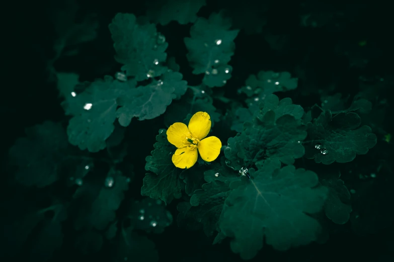 a close up of a leaf with flowers in it